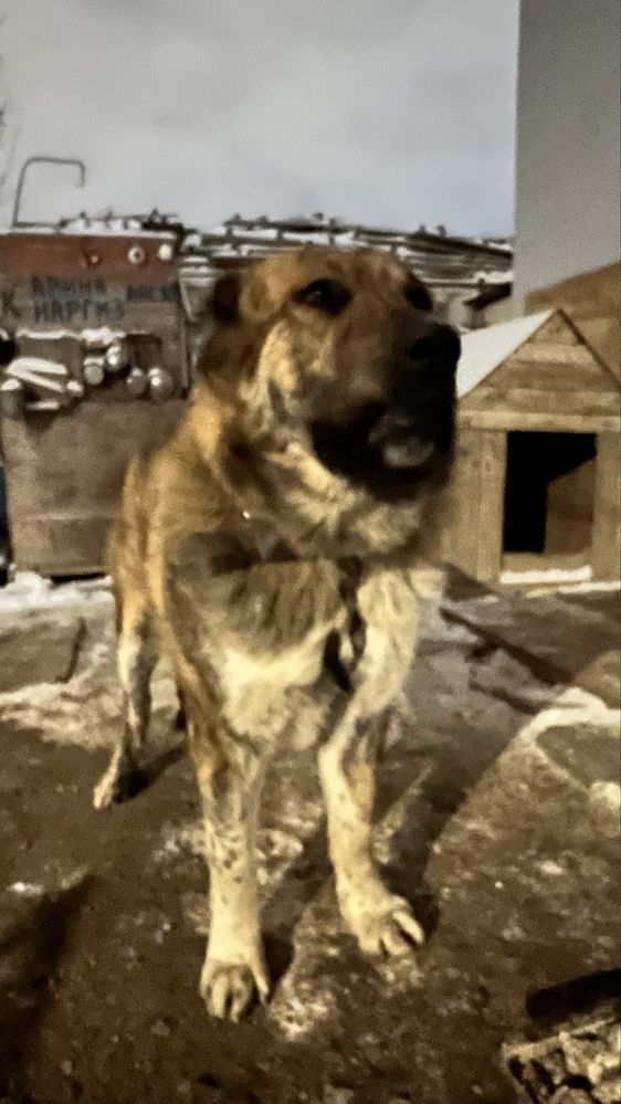 Вязка, Собака  казахский тобет Паспорт имеется
