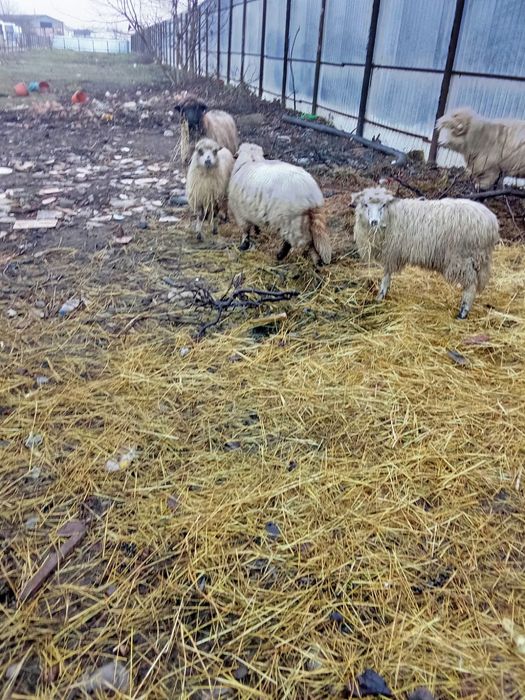 Vând mielute mioare