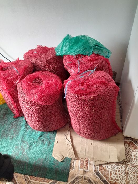 Фъстъци на едро реколта 2025