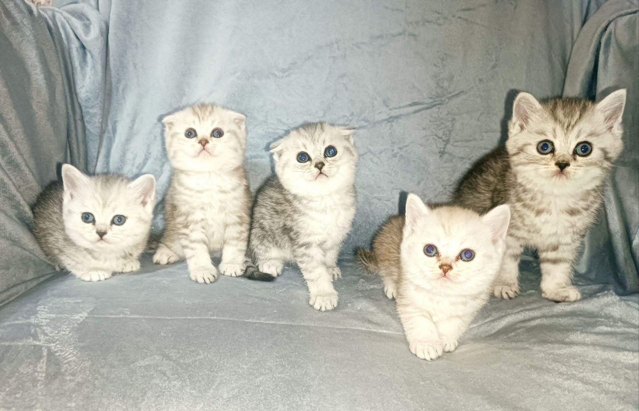 Серебристые шиншиллы