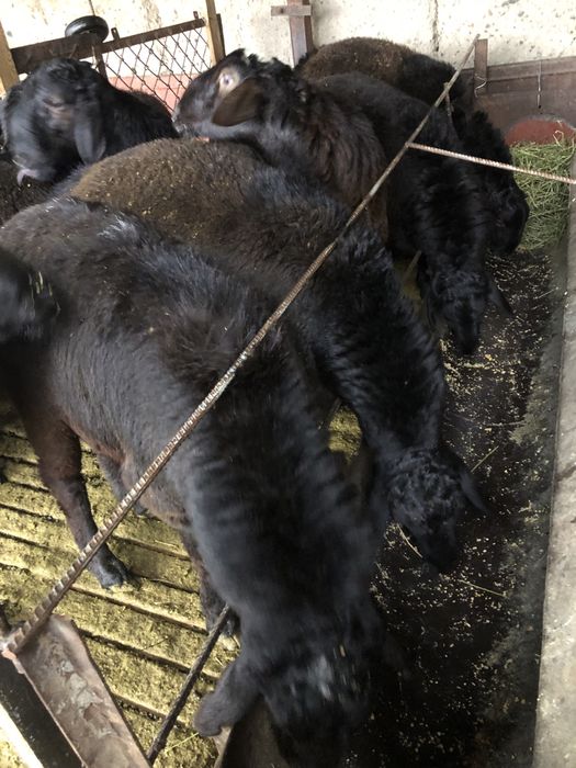 Қисары. Гисар. Қошқар.