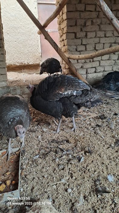 Уй шароитида очирилган куркалар сотилади