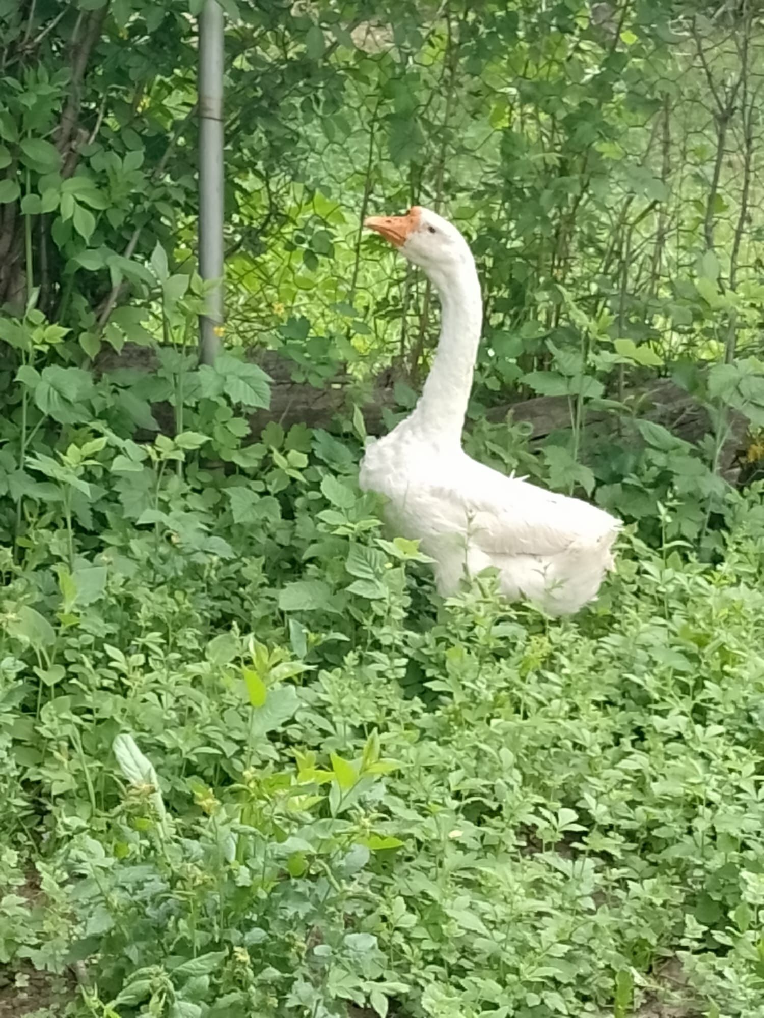 Vând gâște preț pe buc