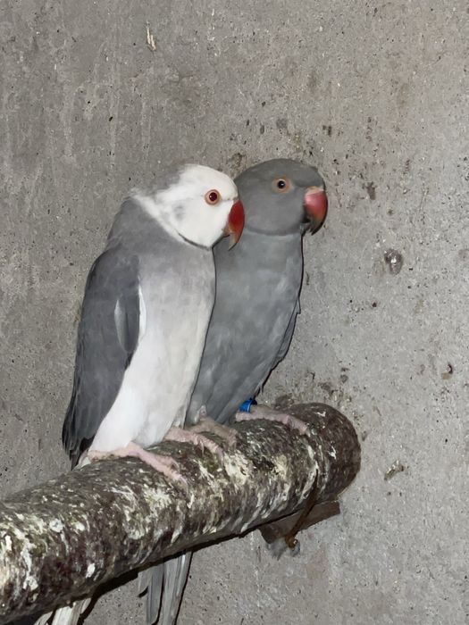 Papagali Micul Alexander Paun 2 ani