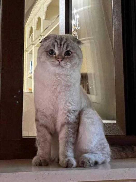 Продается кот полтора года скоттиш фолд