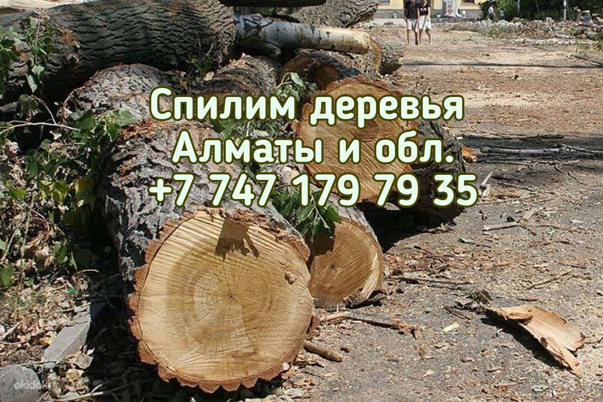 Спил деревьев. Спилим деревья.  Ағаш. спилить дерево. Обрезка.