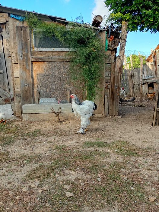 Cocoși Brahma...