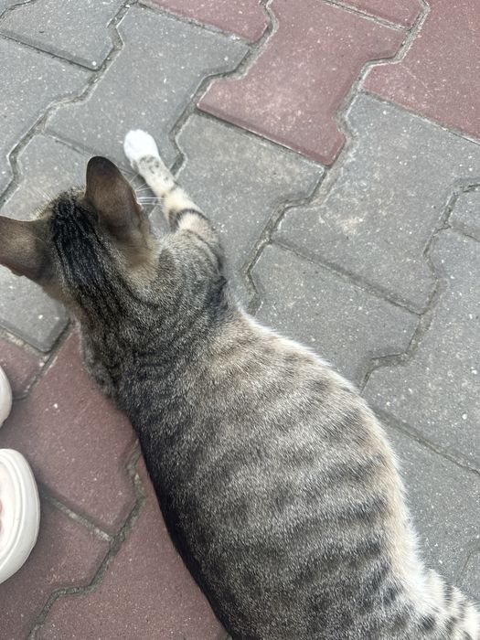 dau sper adoptie o pisica in varsta de 1 an