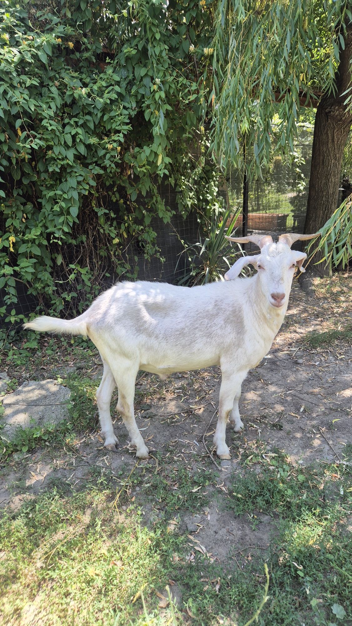 Țap din  rasa Saanen