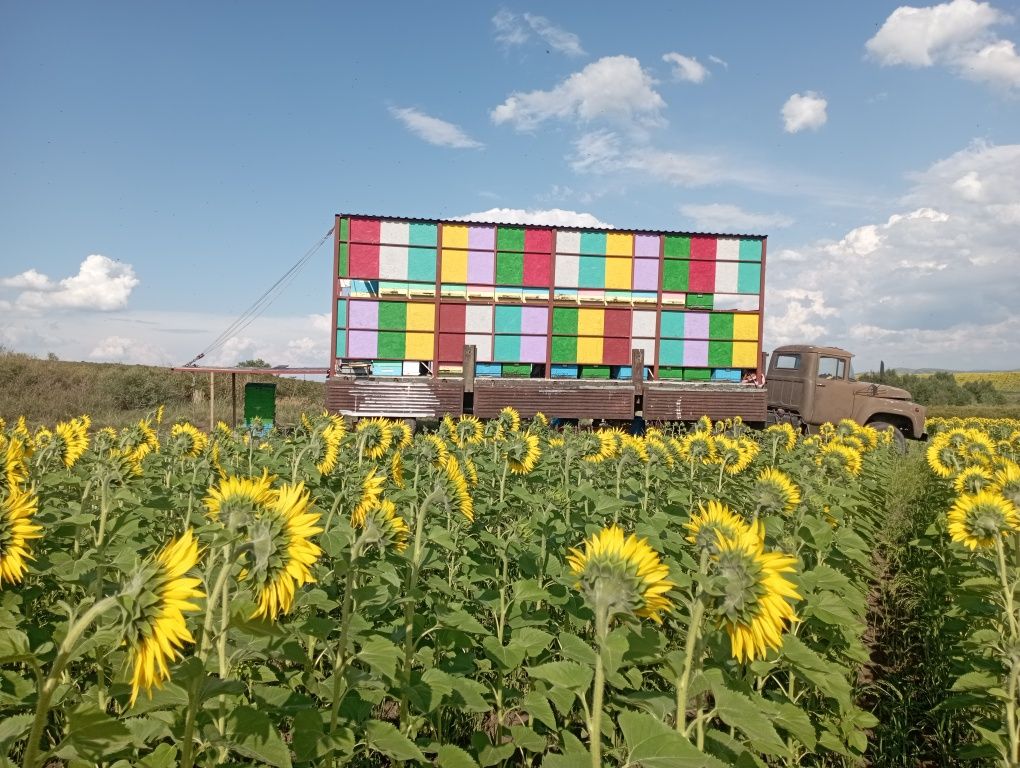 Продам пасеку, пчелопавельон