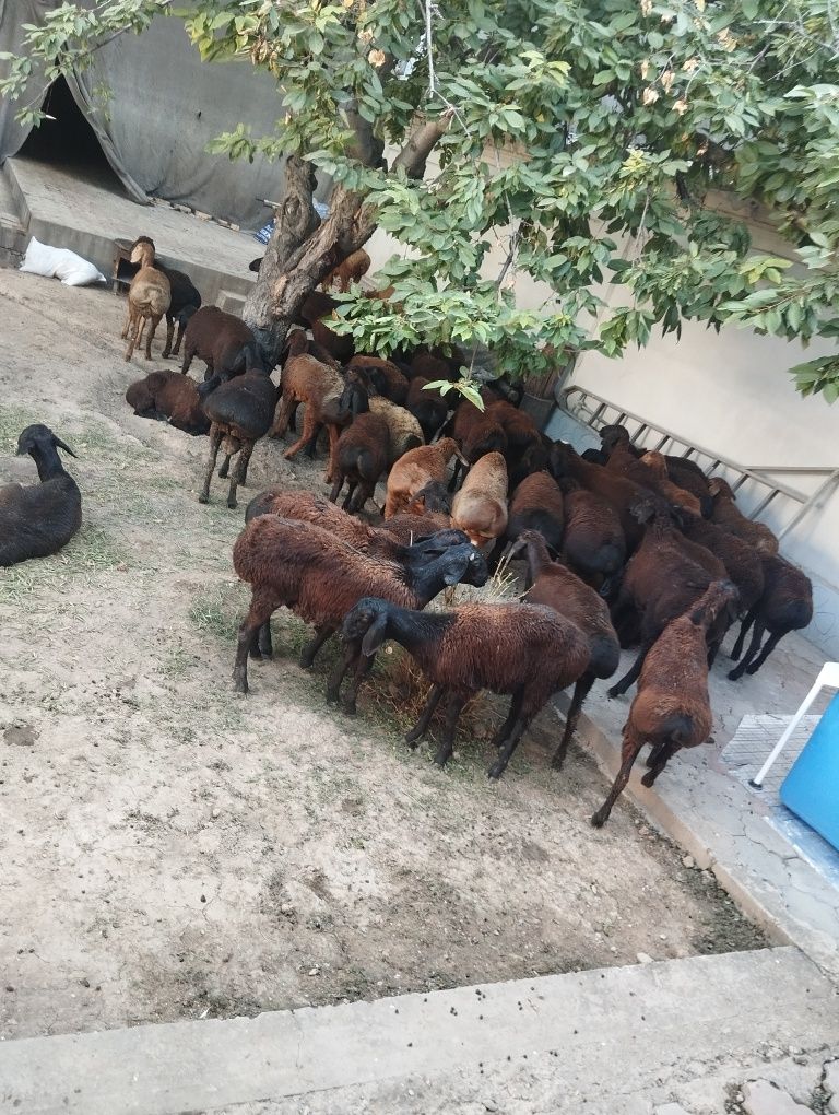 Qozilar sotiladi