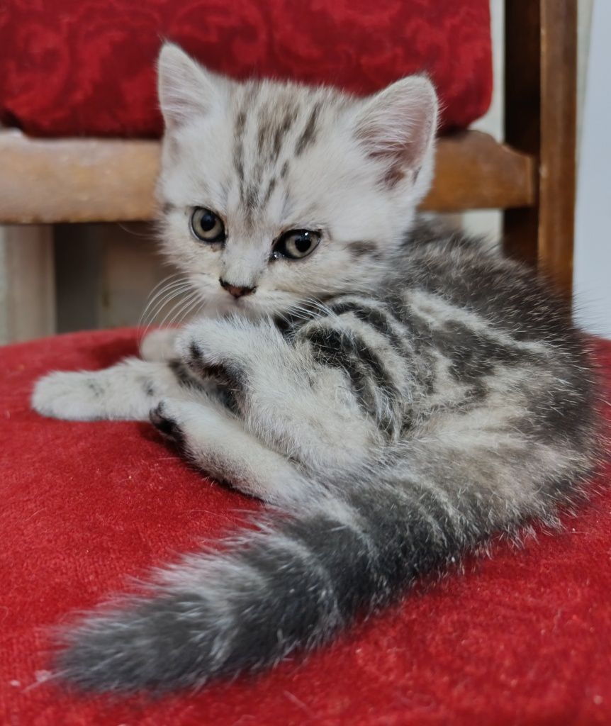 Продается котята