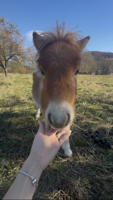 Pui de ponei de vanzare