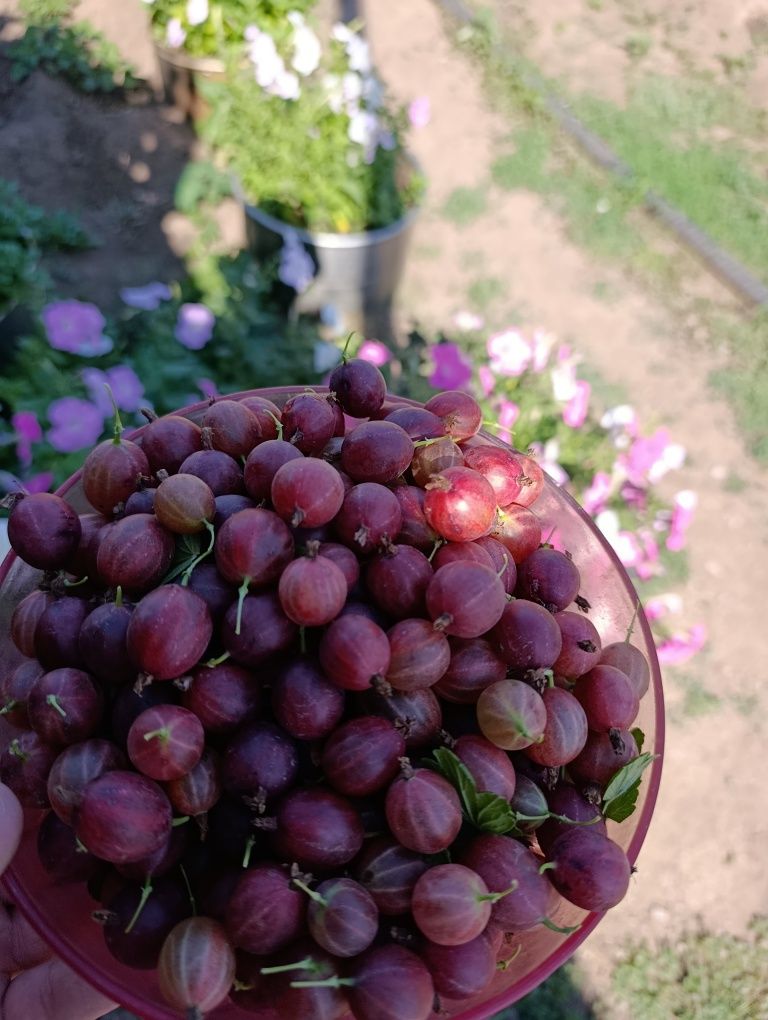 Продам вишню, крыжовник