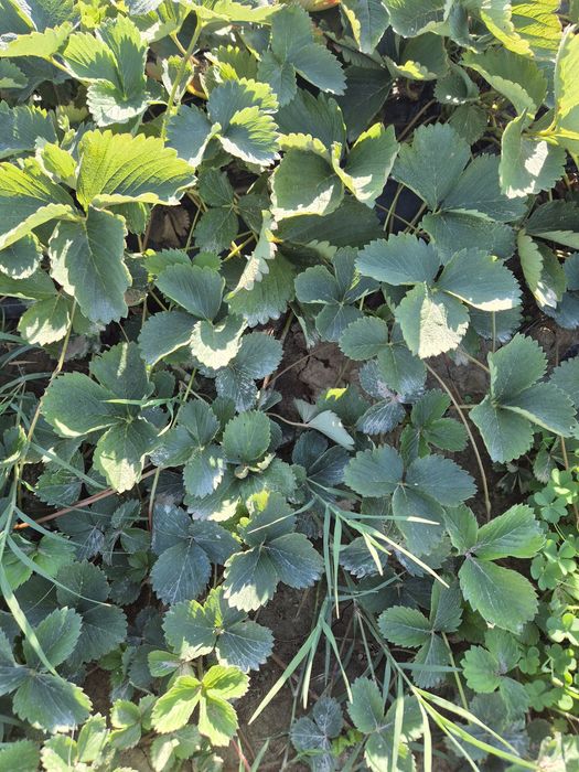 Vand stoloni de căpșuni