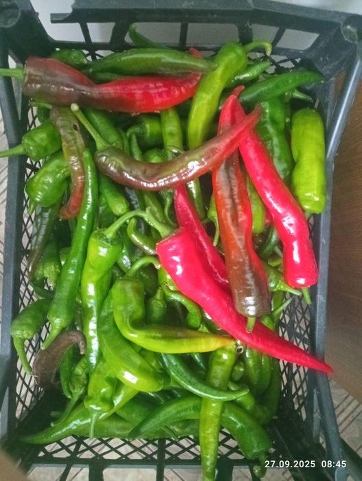 Продам Перец горький