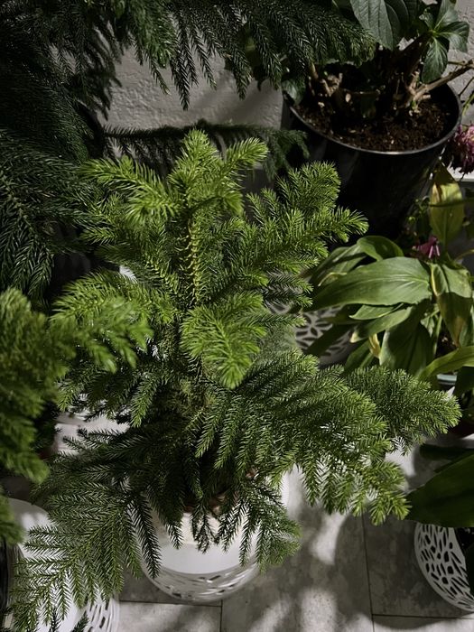 Камелия японская ёлка араукария