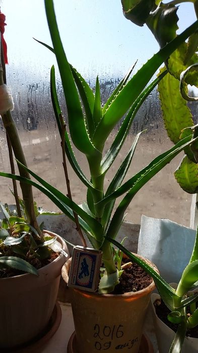 Продам домашний доктор алоэ