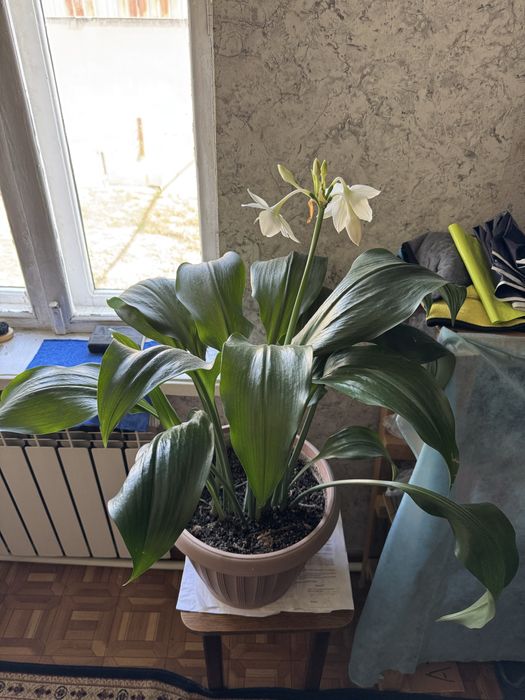 Большая амазонская лилия (эухарис)