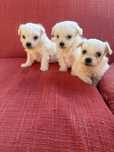Bichon maltez mini toy