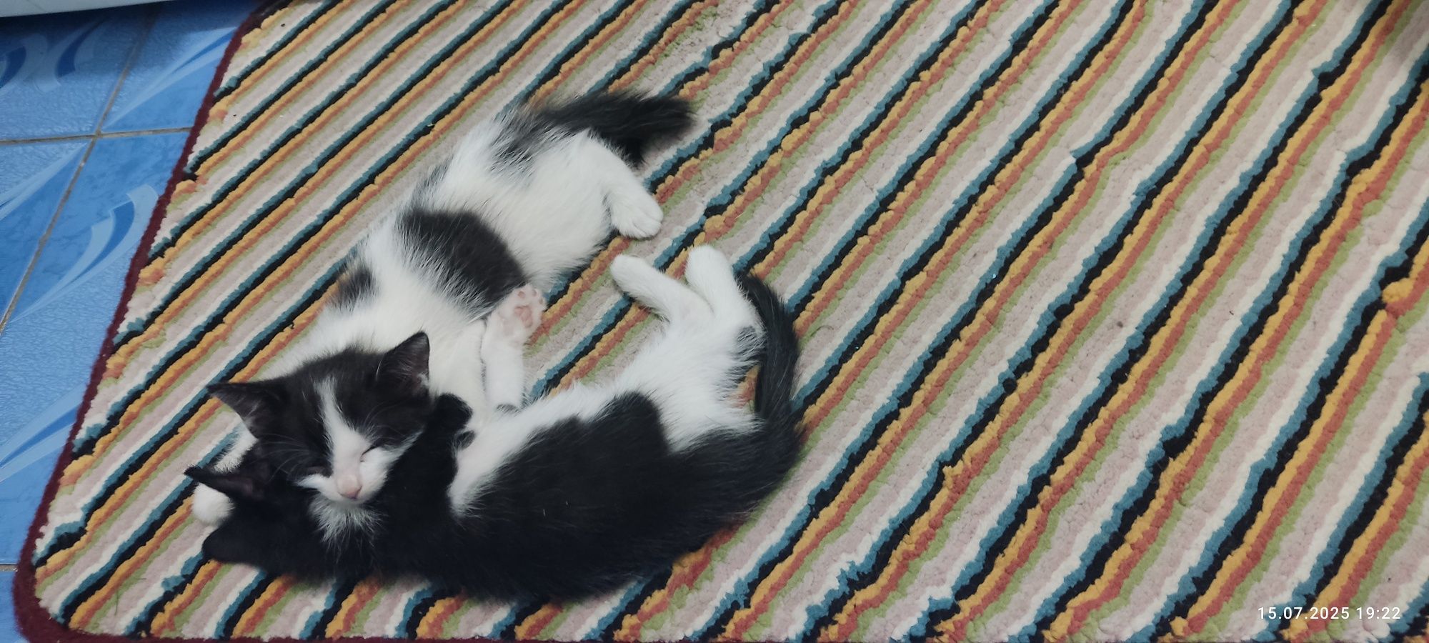 Котята домашние, в добрые руки