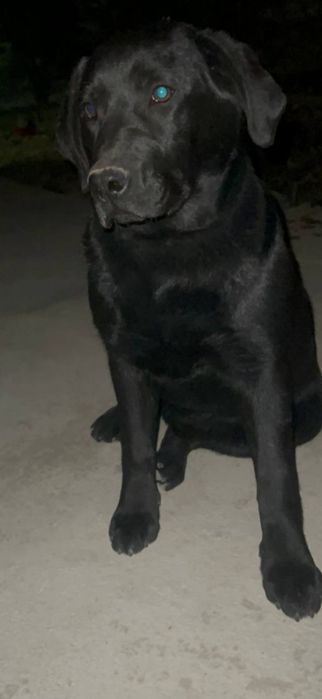 Лабрадора чёрный свет