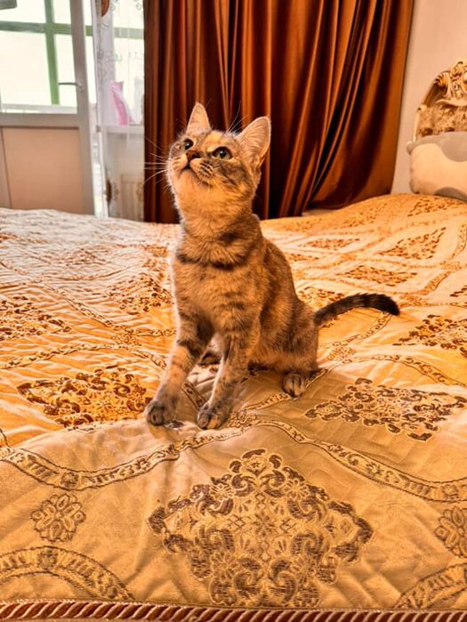 Кошка стерилизованная ласковая ищет дом