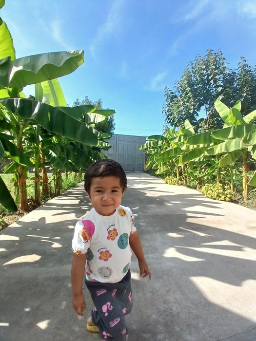 Banan koʻchatlar Dekorativ yashil zoʻna uchun