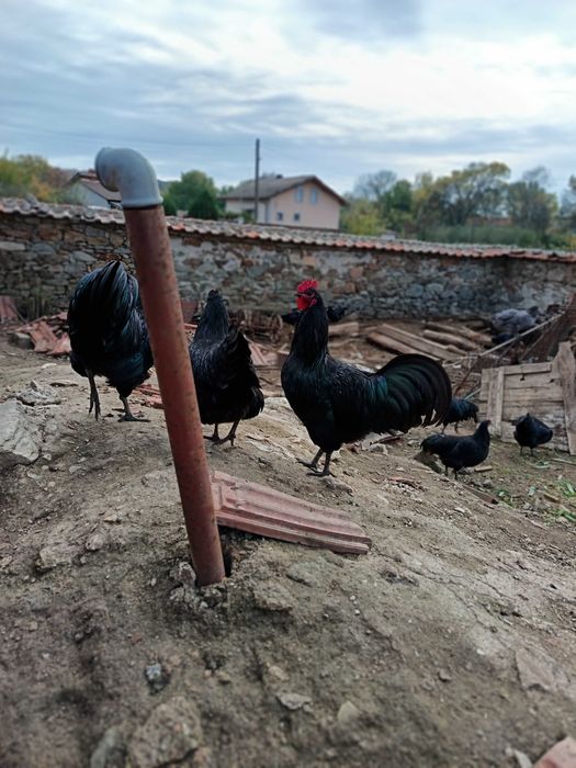 Петли Австролорп