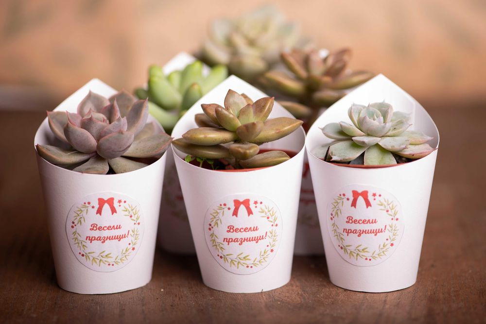 живи подаръци с цветя