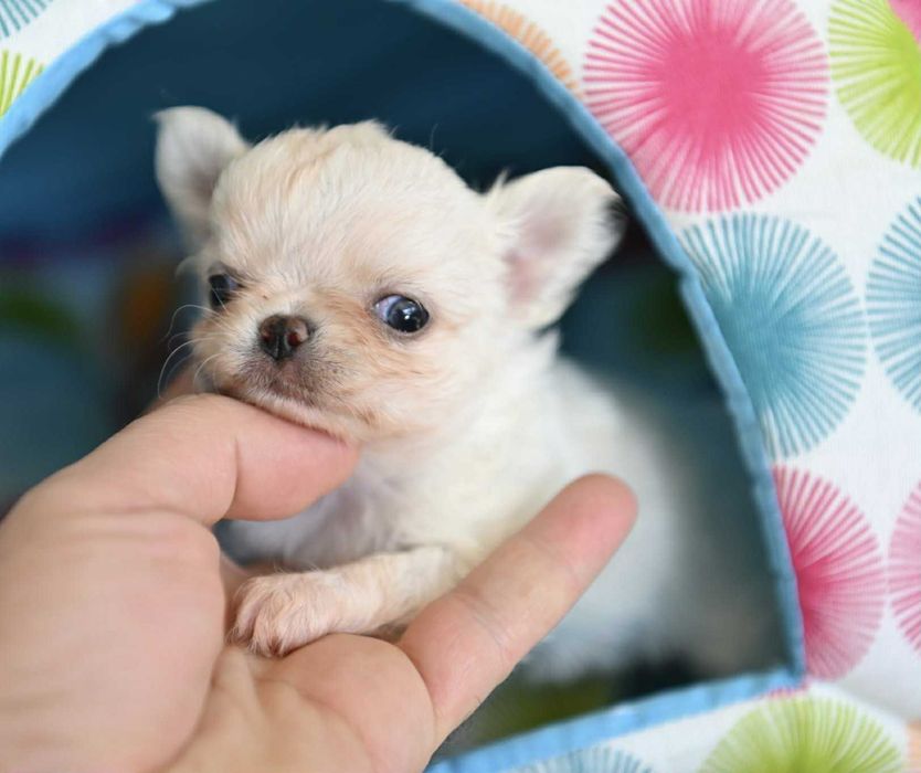 Мъжко дългокосместо мини чихуахуа