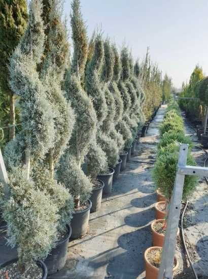 Plante Ornamentale Tuia Smaragd