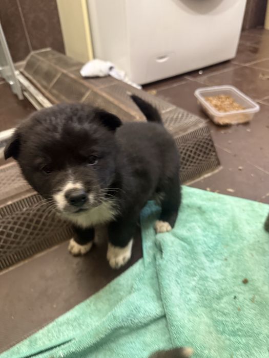 Отдам в добрые руки щенят