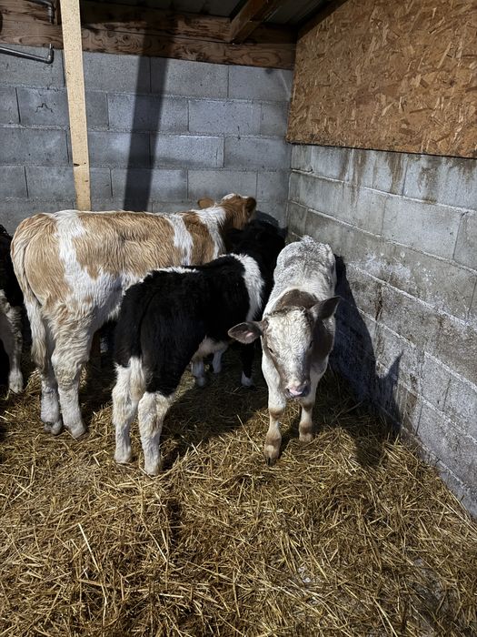 De vanzare taurasi belga si br