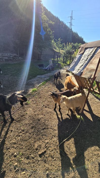 Vând capre cu iezi!