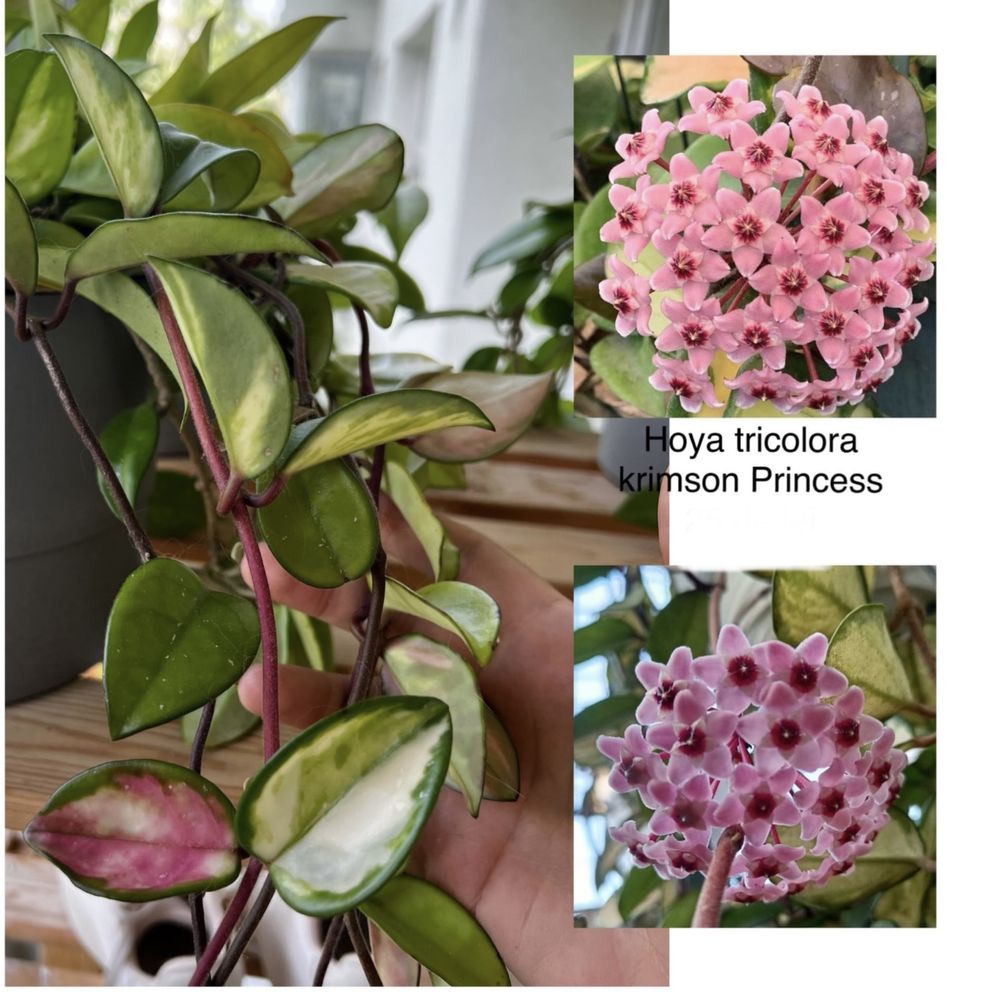 Hoya diverse soiuri