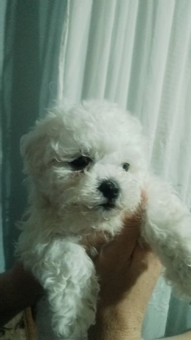 Bisoni drăguți și iubitori