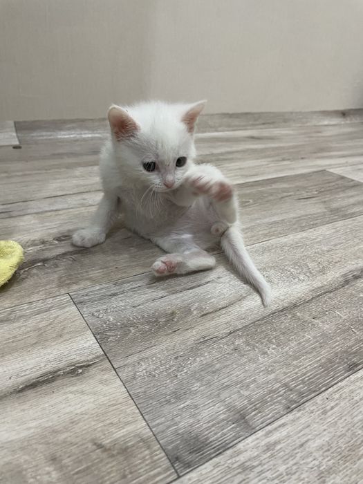 Отдам котят 1 мес