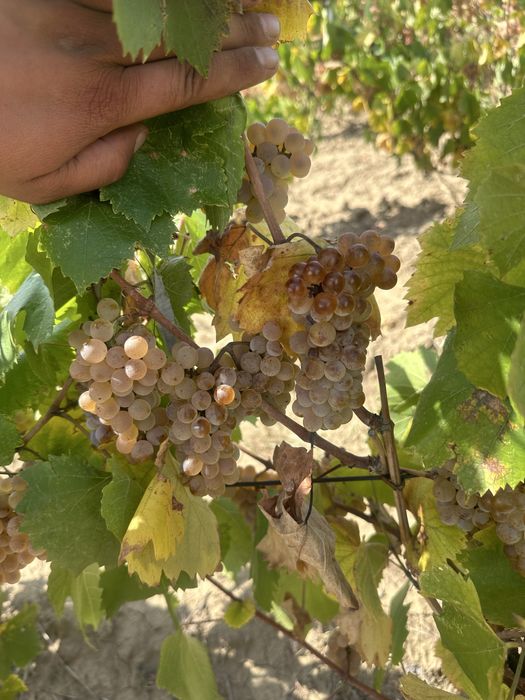 Struguri de vin productie 2025 Vrancea!!