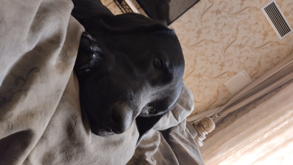 Вязка лабрадор ретривер