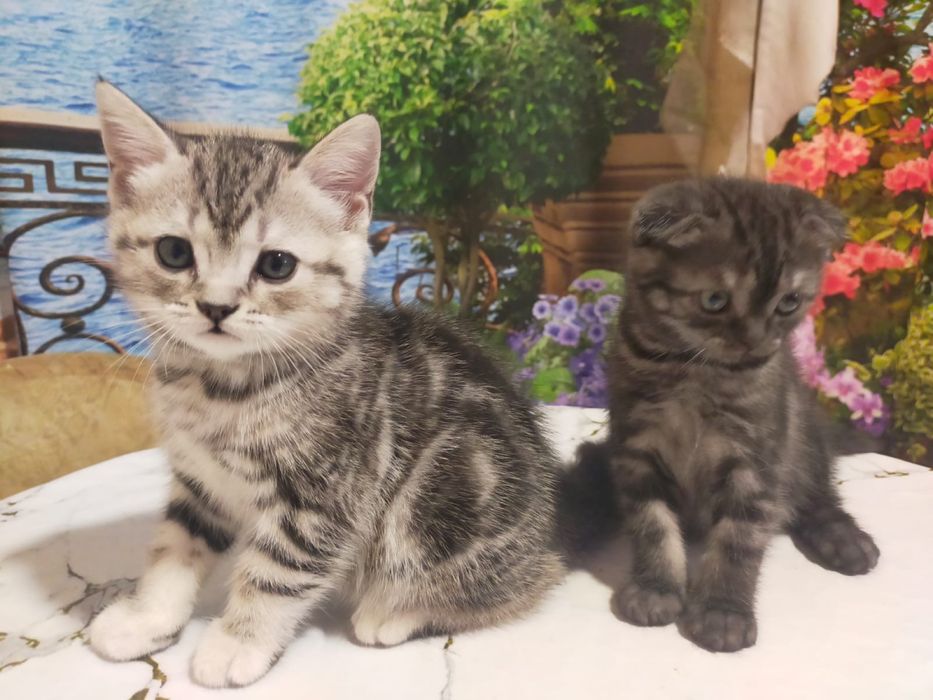 Чистокровные скотиш страйт