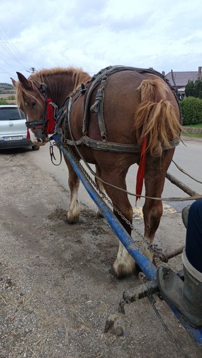 Vând mânz de 3 ani castrat cu acte