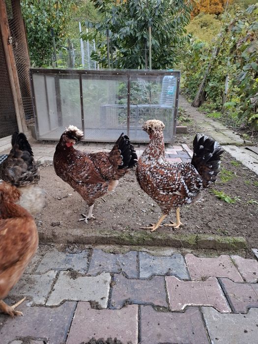 De vânzare gaini moțate