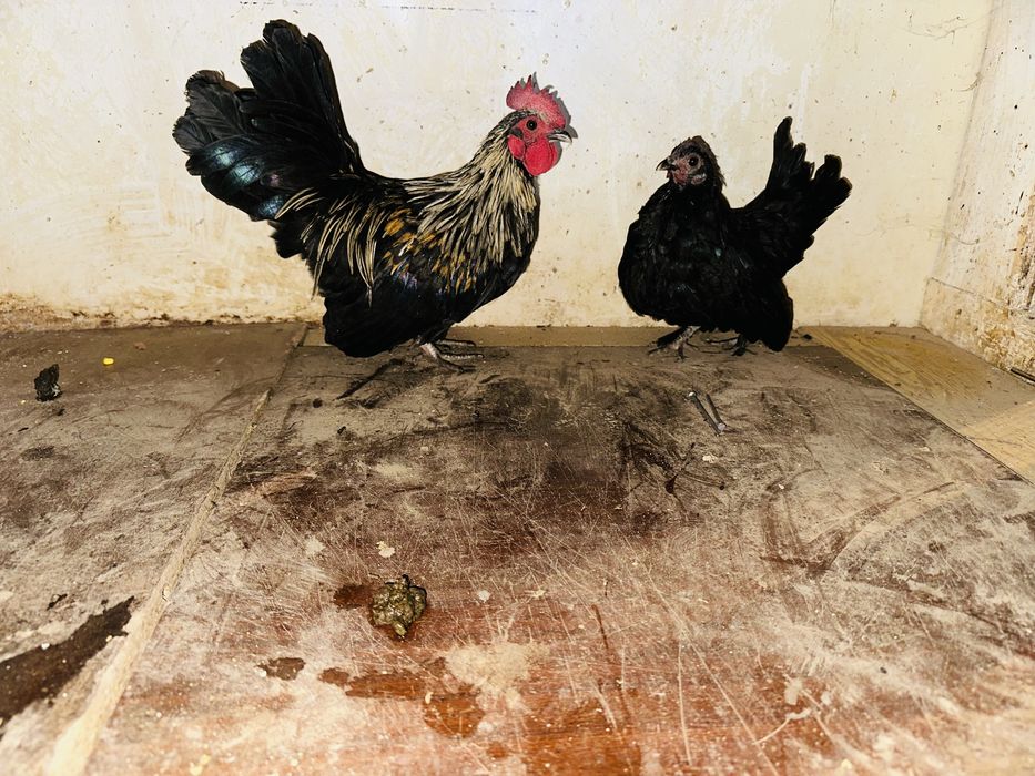 Декоративни кокошки