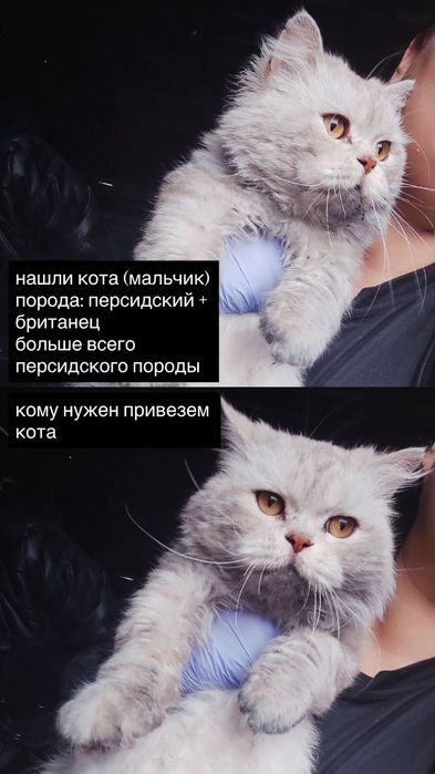 Отдам кота перса в хорошие руки