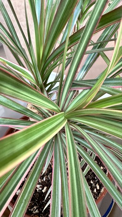 Драцена маргината вариегатная