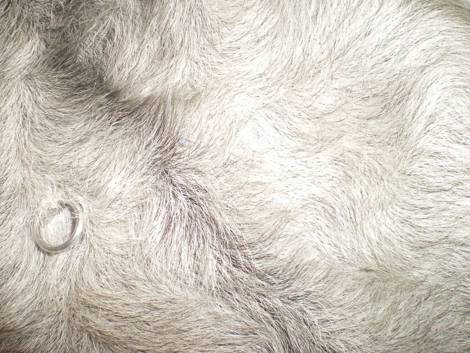 Haina ied mongolez, blana naturala 44, impecabila