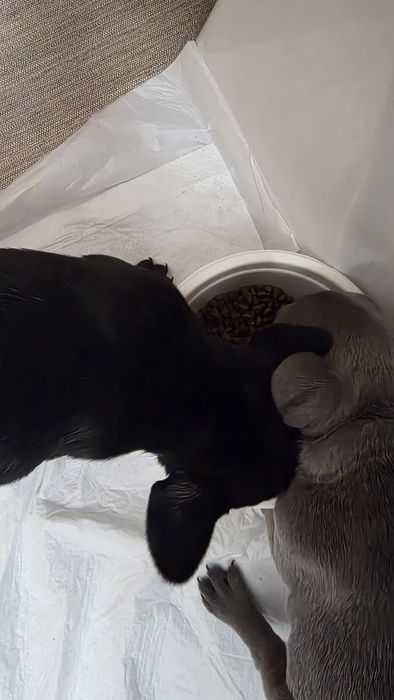 Femela Bulldog Francez