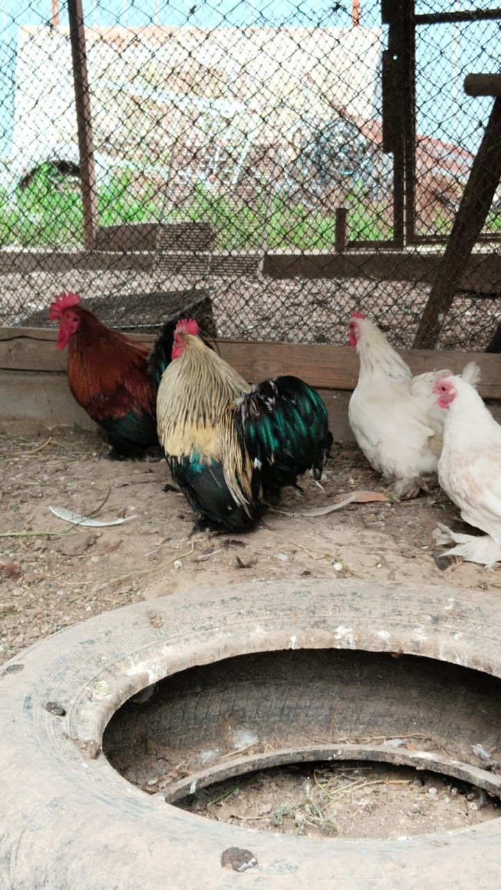 Продам карликовых курей