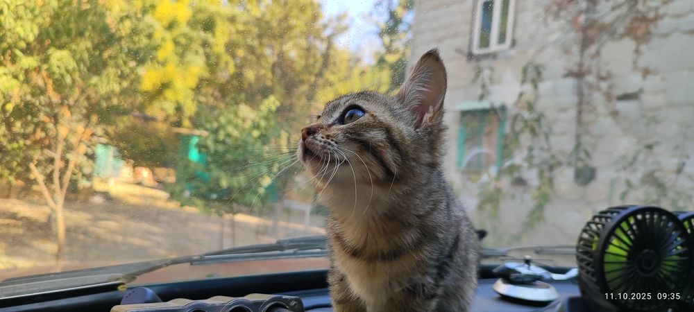 Котята даром в хорошие руки